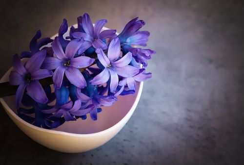 цветы гиацинты